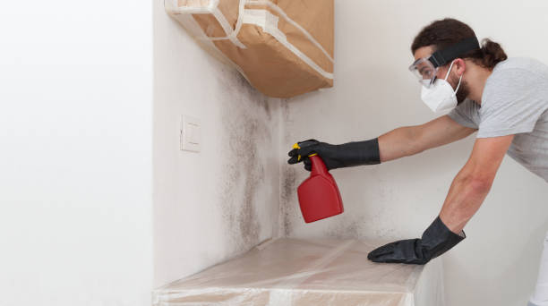 Professional Attic Mold Remediation technician working in North Bend, PA