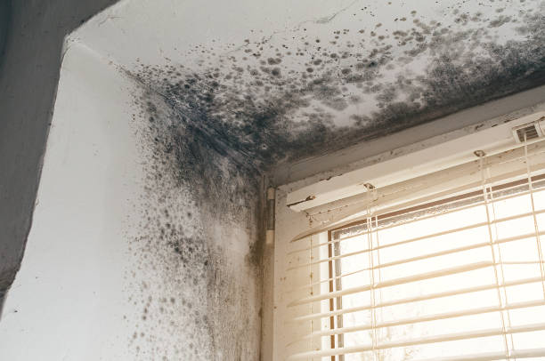 Affordable Attic Mold Remediation solutions in North Bend, PA